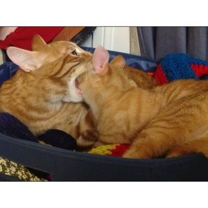 Meet your Posher, Becky